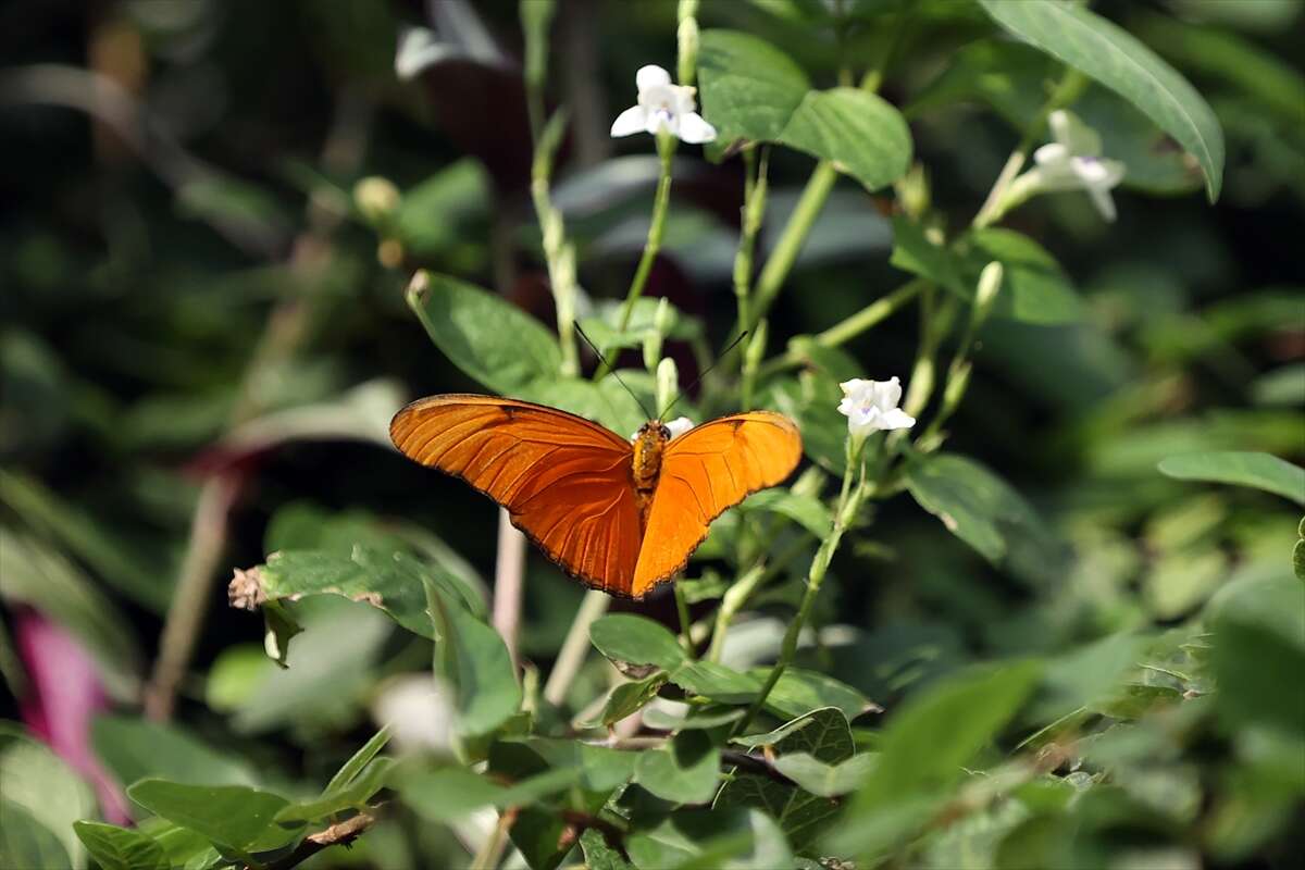 Şebi Arus için gelenler Konya’nın ünlü mekanında huzur bulacak 13